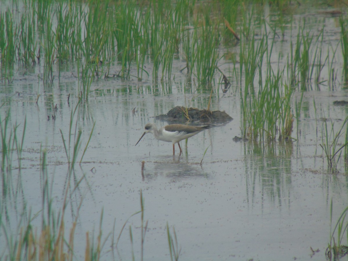 Black-winged Stilt - ML646641151