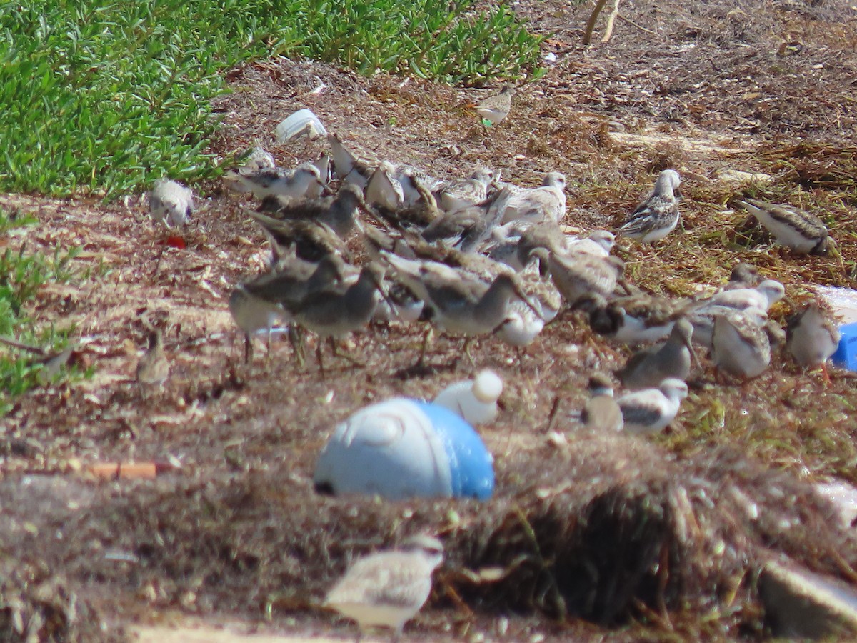 Semipalmated Sandpiper - ML646641152