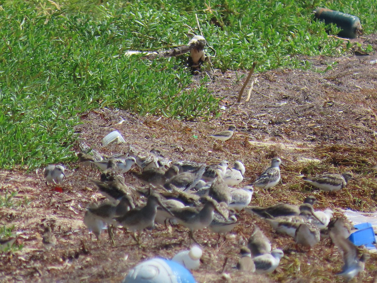 Semipalmated Sandpiper - ML646641153