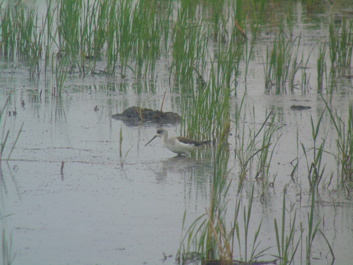 高蹺鴴 - ML646641155