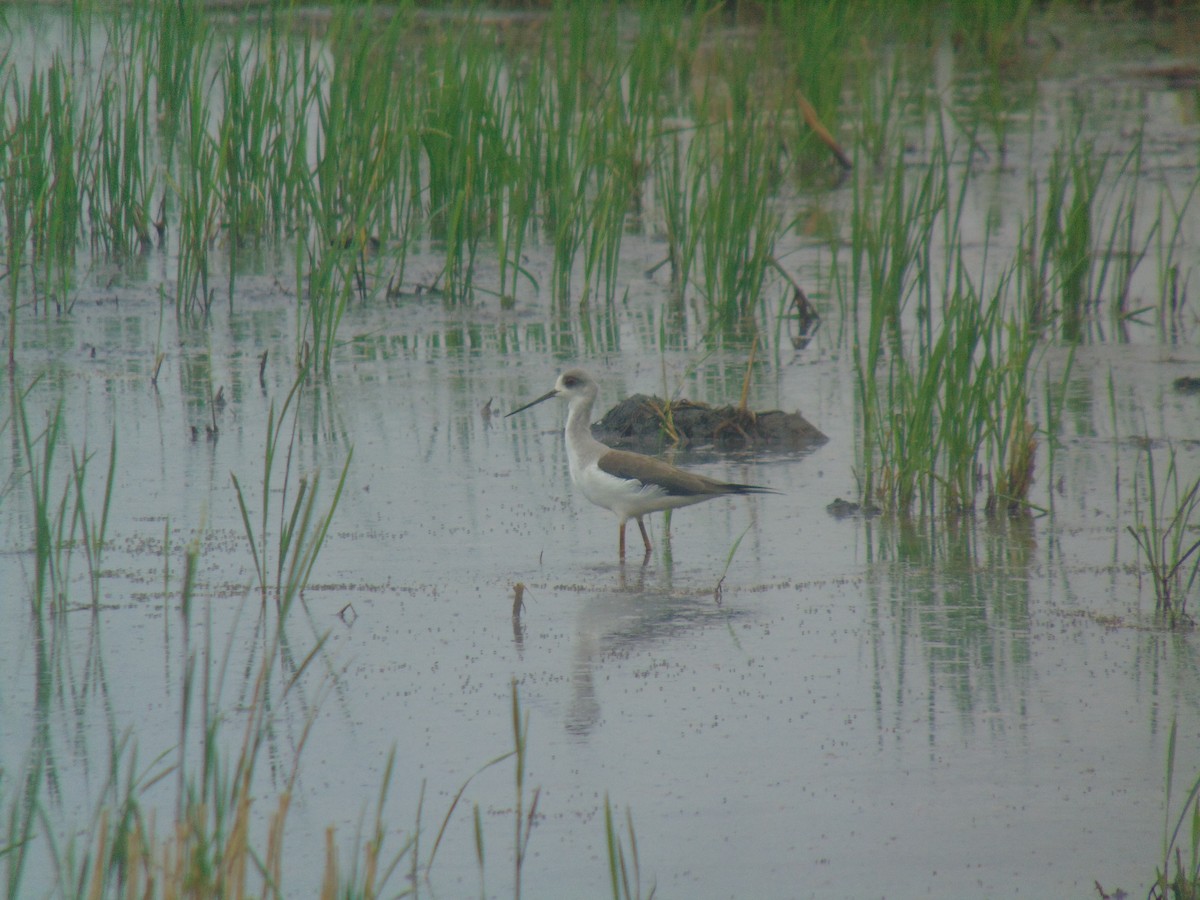 高蹺鴴 - ML646641156