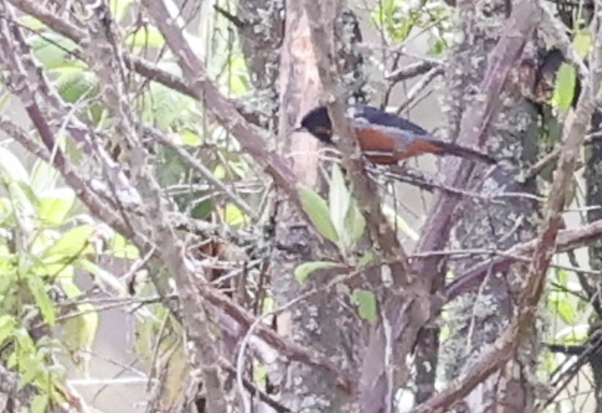 Black-throated Flowerpiercer - ML646641157