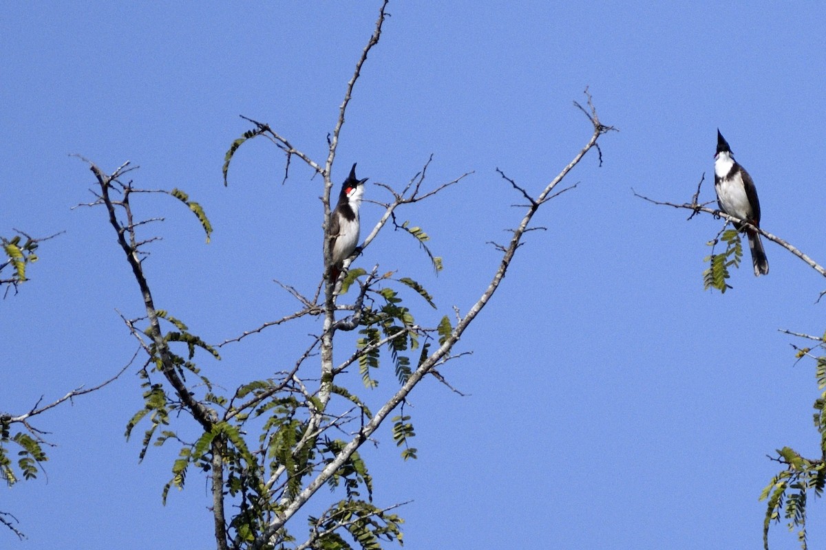 Red-whiskered Bulbul - ML646641160