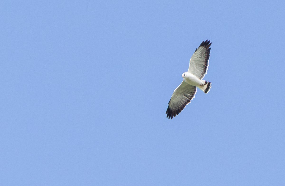 セアカノスリ - ML646641161