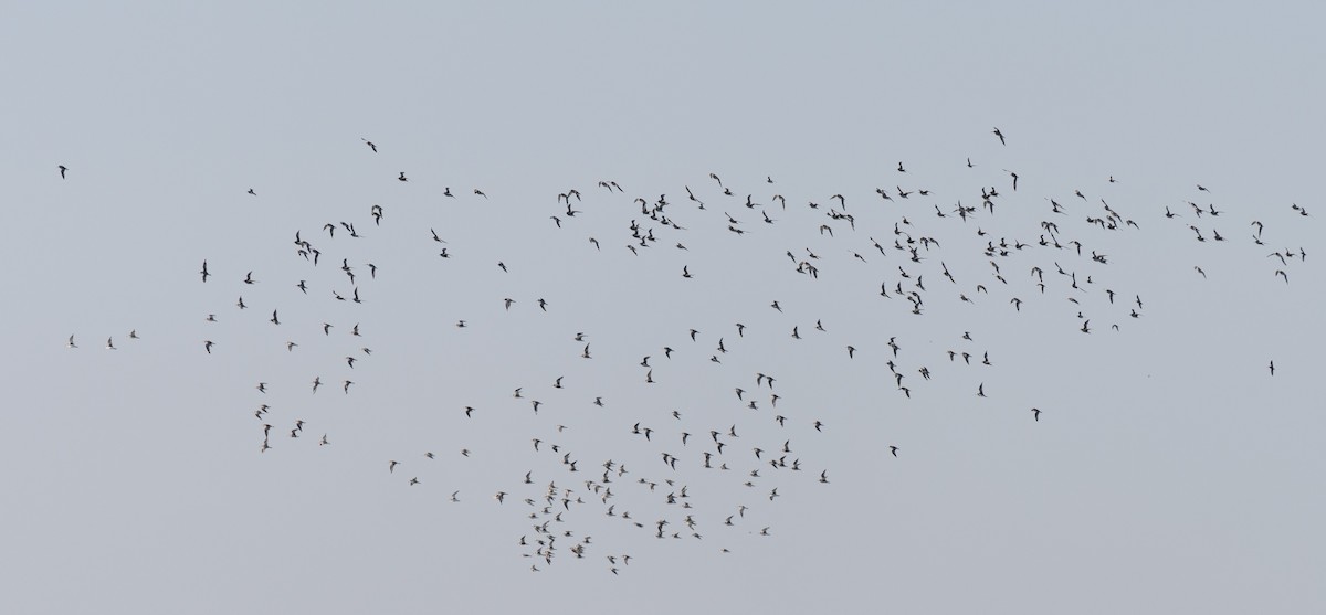 ダイゼン - ML646641162