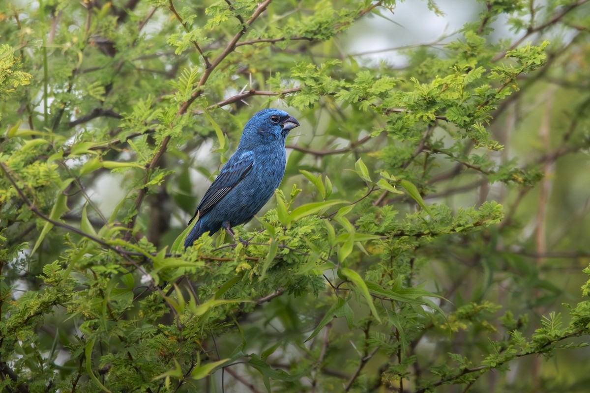 Гиацинтовая гуирака - ML646641168