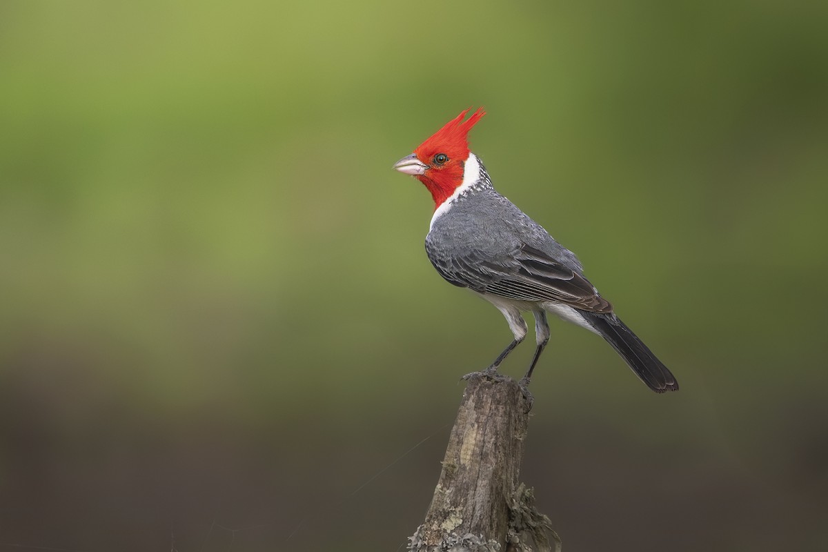 Краснохохлая танагра-кардинал - ML646641175