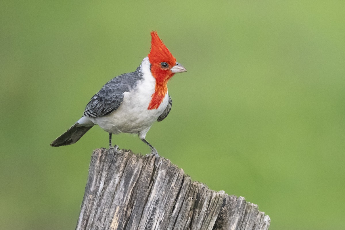 Краснохохлая танагра-кардинал - ML646641176