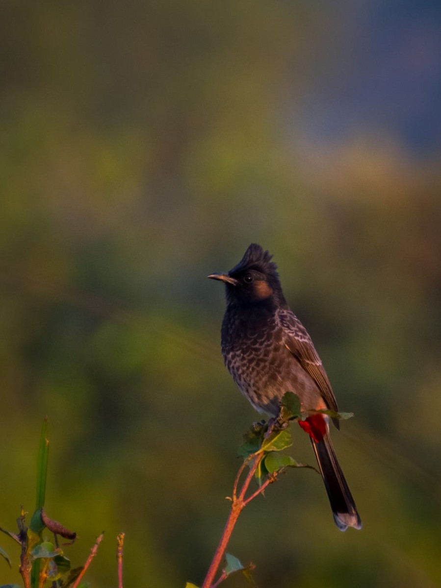 Red-vented Bulbul - ML646641177