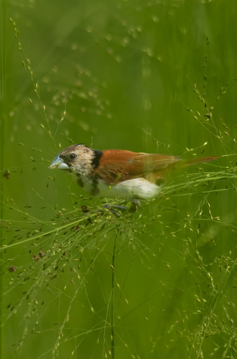 Üç Renkli Munya - ML646641178