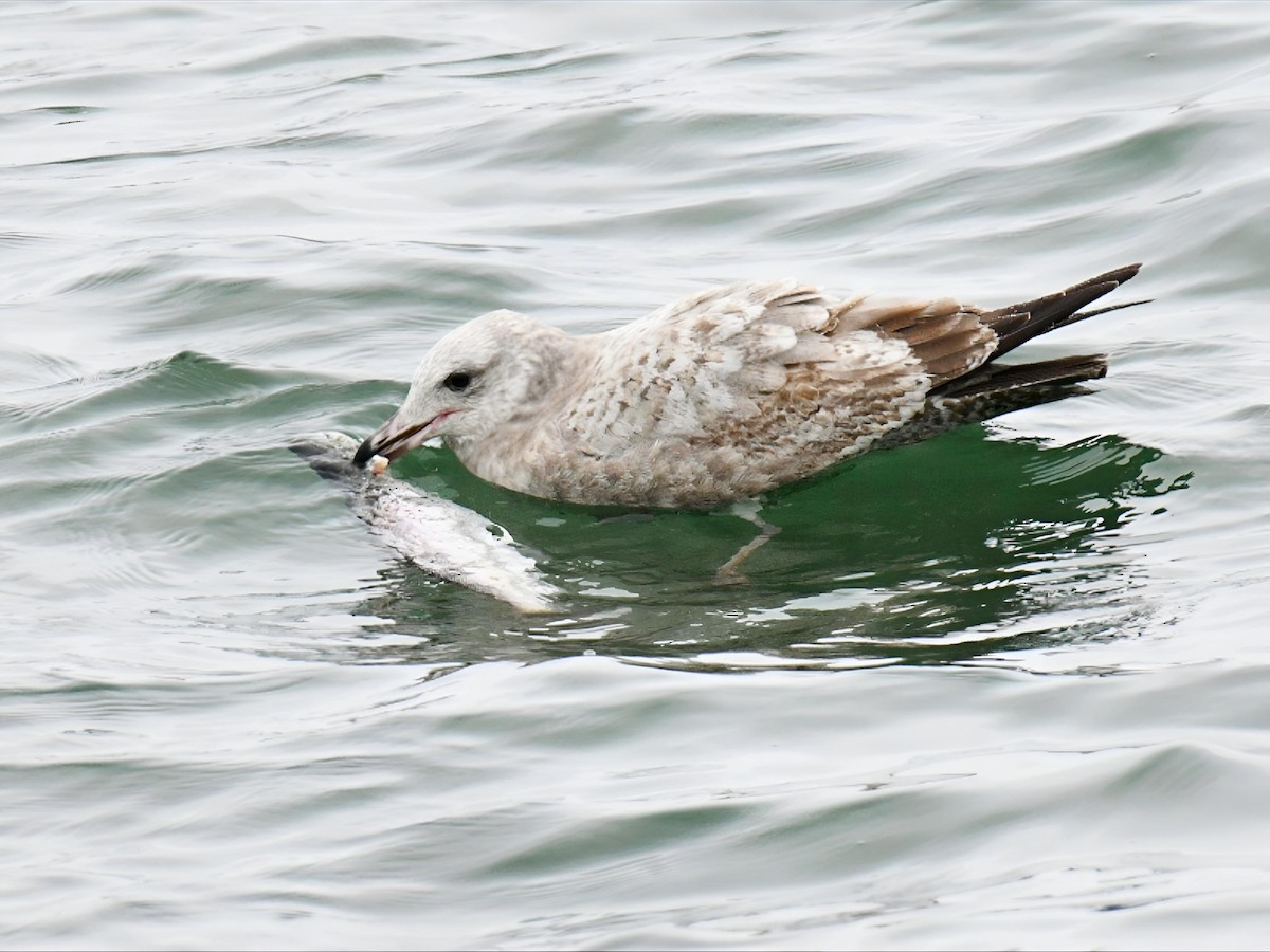 アイスランドカモメ（亜種 カナダカモメ） - ML646641179