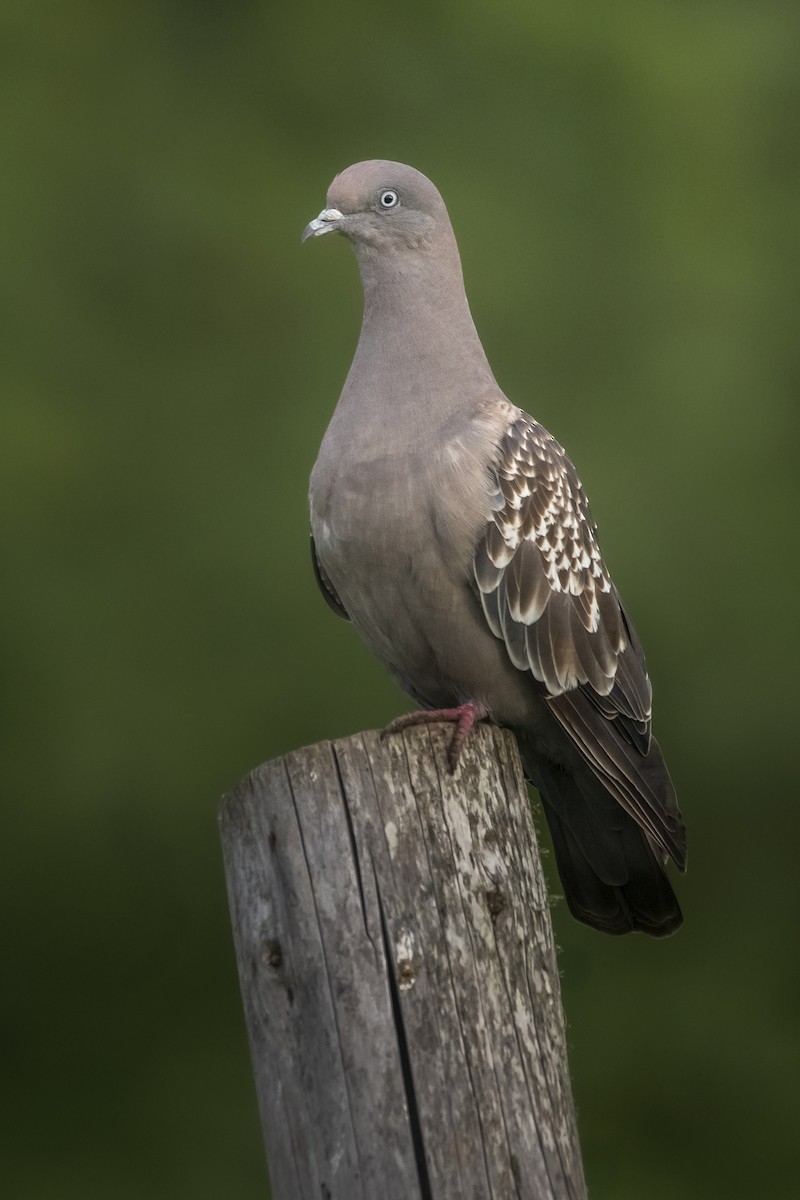 Пятнистый голубь - ML646641181