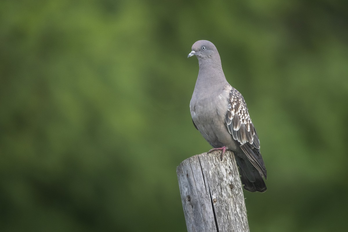 Пятнистый голубь - ML646641182