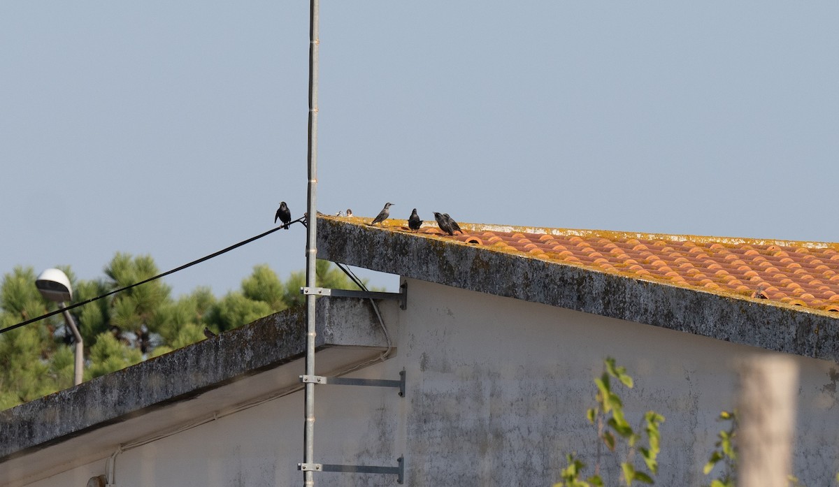 ムジホシムクドリ - ML646641183