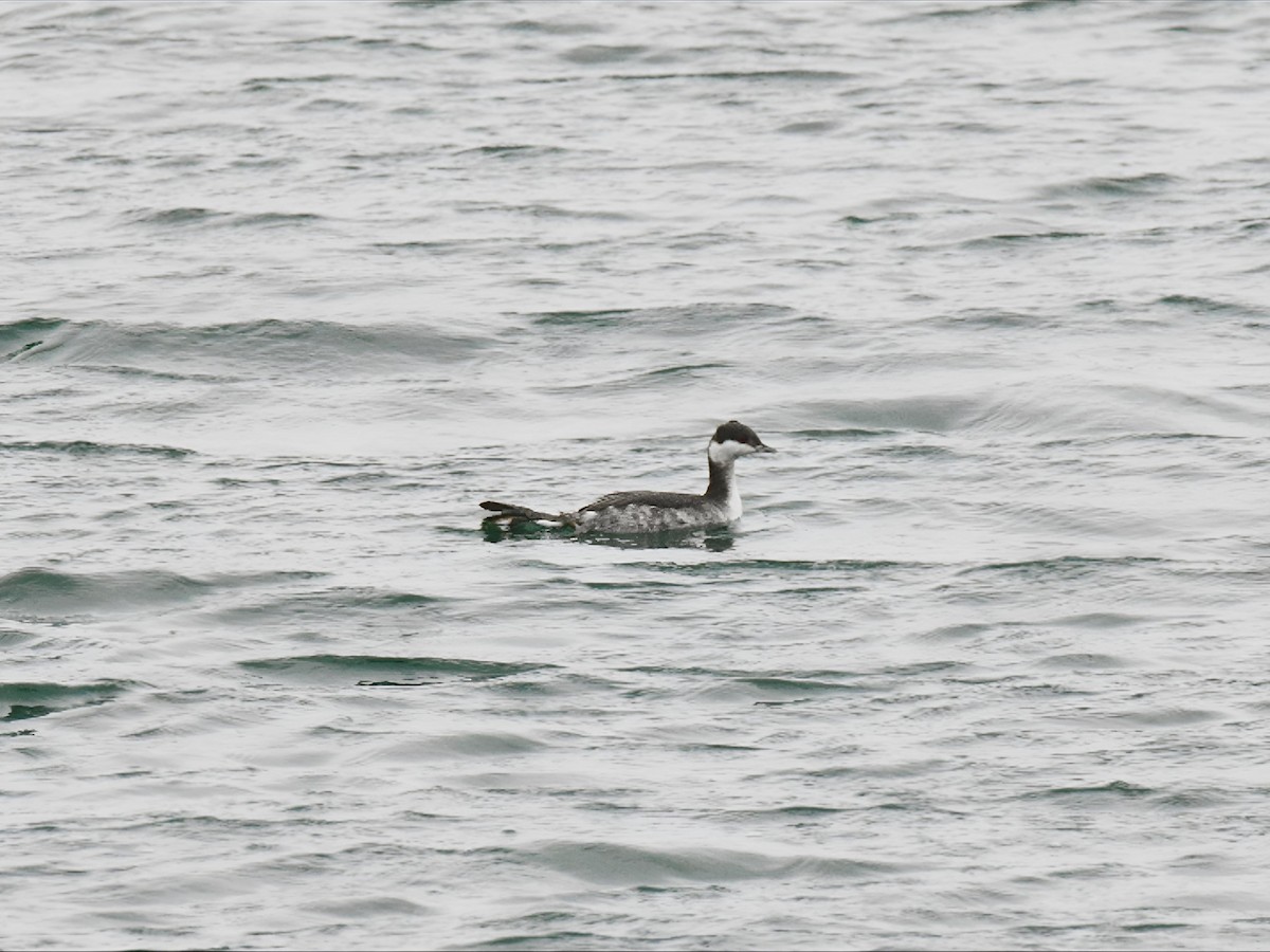 ミミカイツブリ - ML646641184