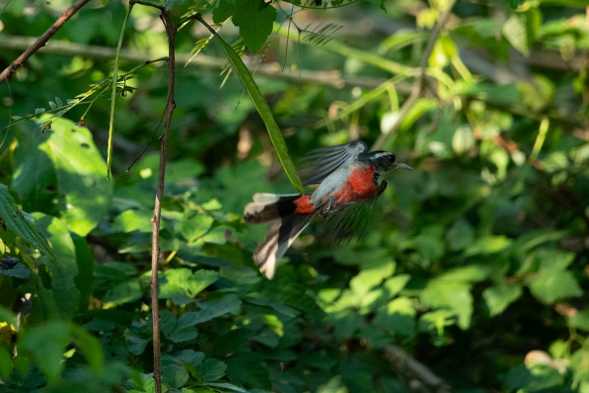 Red-breasted Chat (Red-breasted) - ML646641185