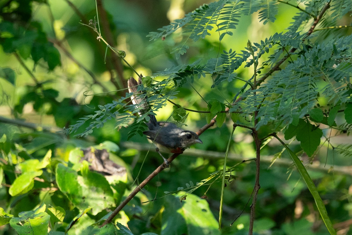 Red-breasted Chat (Red-breasted) - ML646641186
