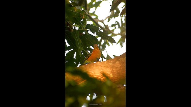 Оранжевоголовый дрозд - ML646641187