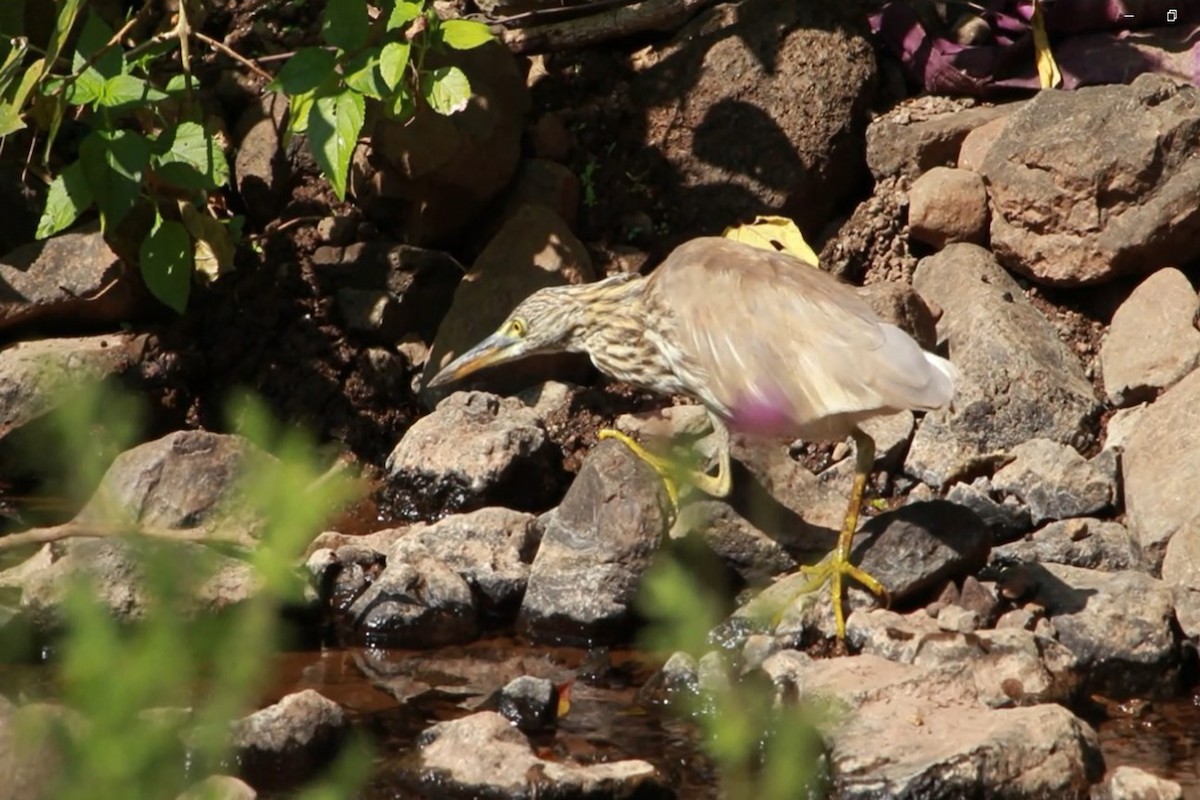 Indian Pond-Heron - ML646641189