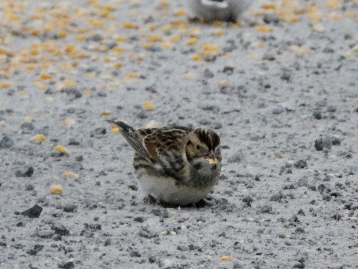 גיבתון לפלנדי - ML646641190