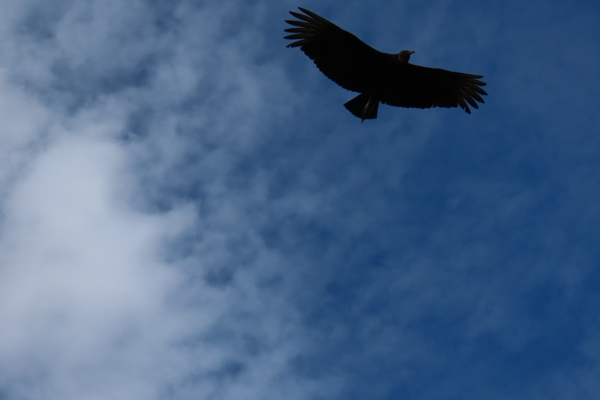 Чёрная катарта - ML646641191