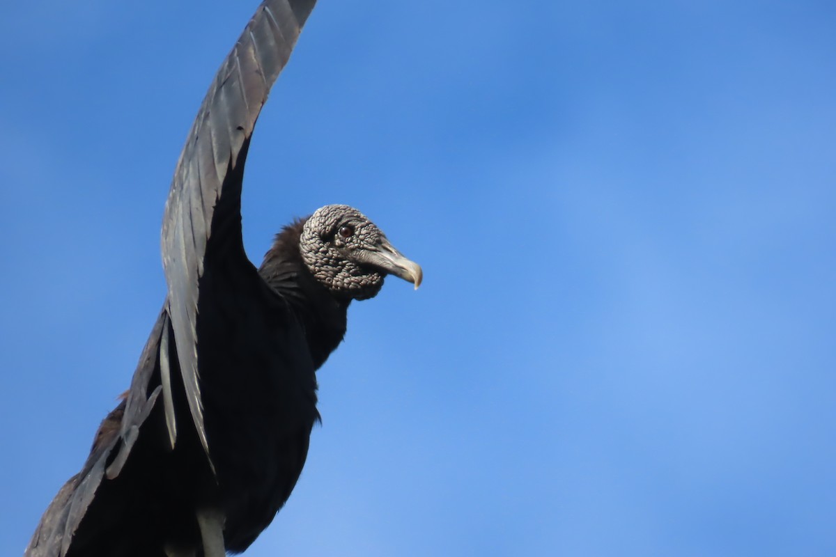 Чёрная катарта - ML646641192