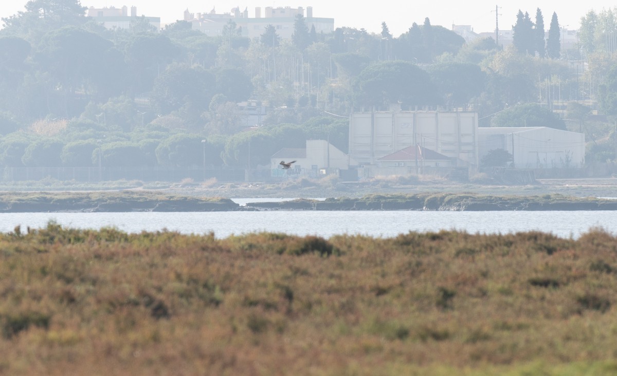 ミサゴ - ML646641193