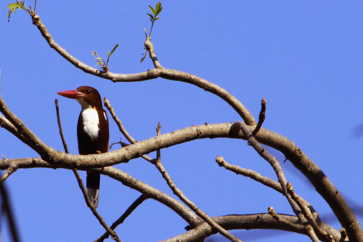 White-throated Kingfisher - ML646641195