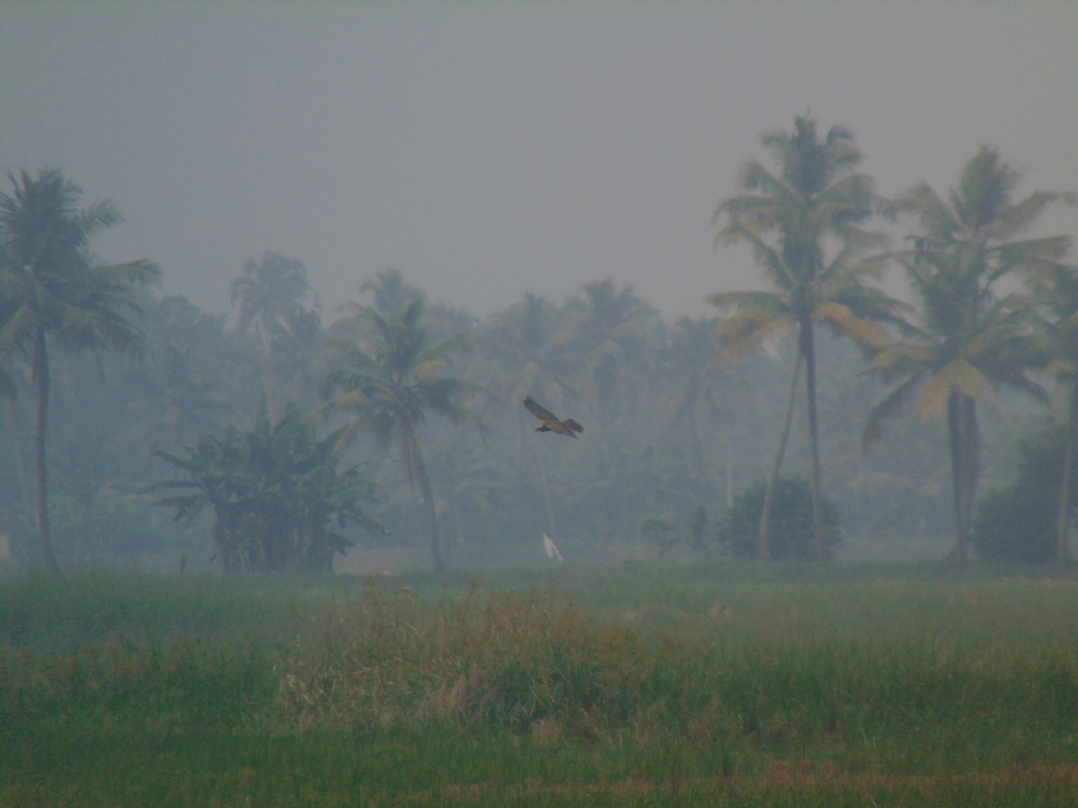 西方澤鵟 - ML646641196