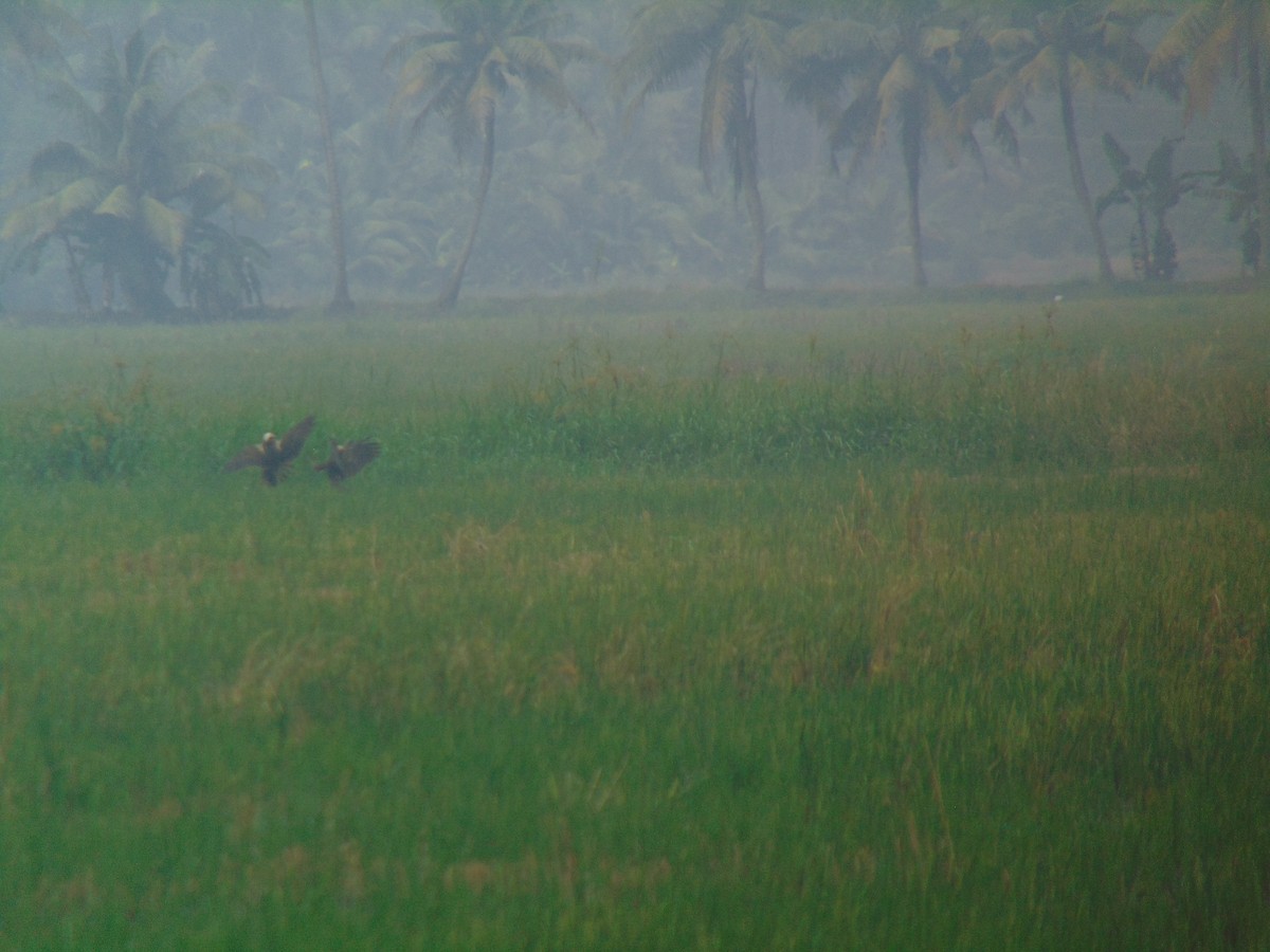 西方澤鵟 - ML646641197