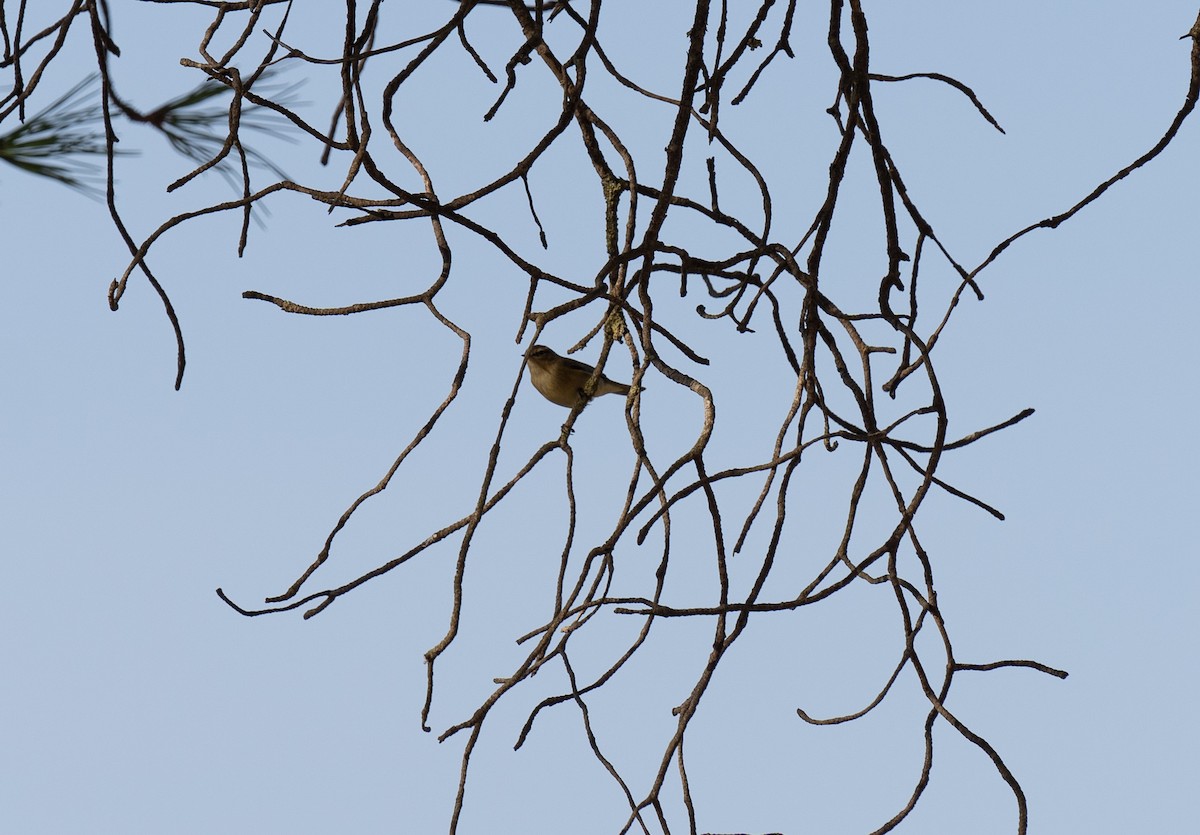 チフチャフ - ML646641198