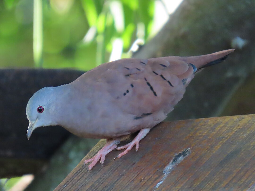 Ruddy Ground Dove - ML646641199