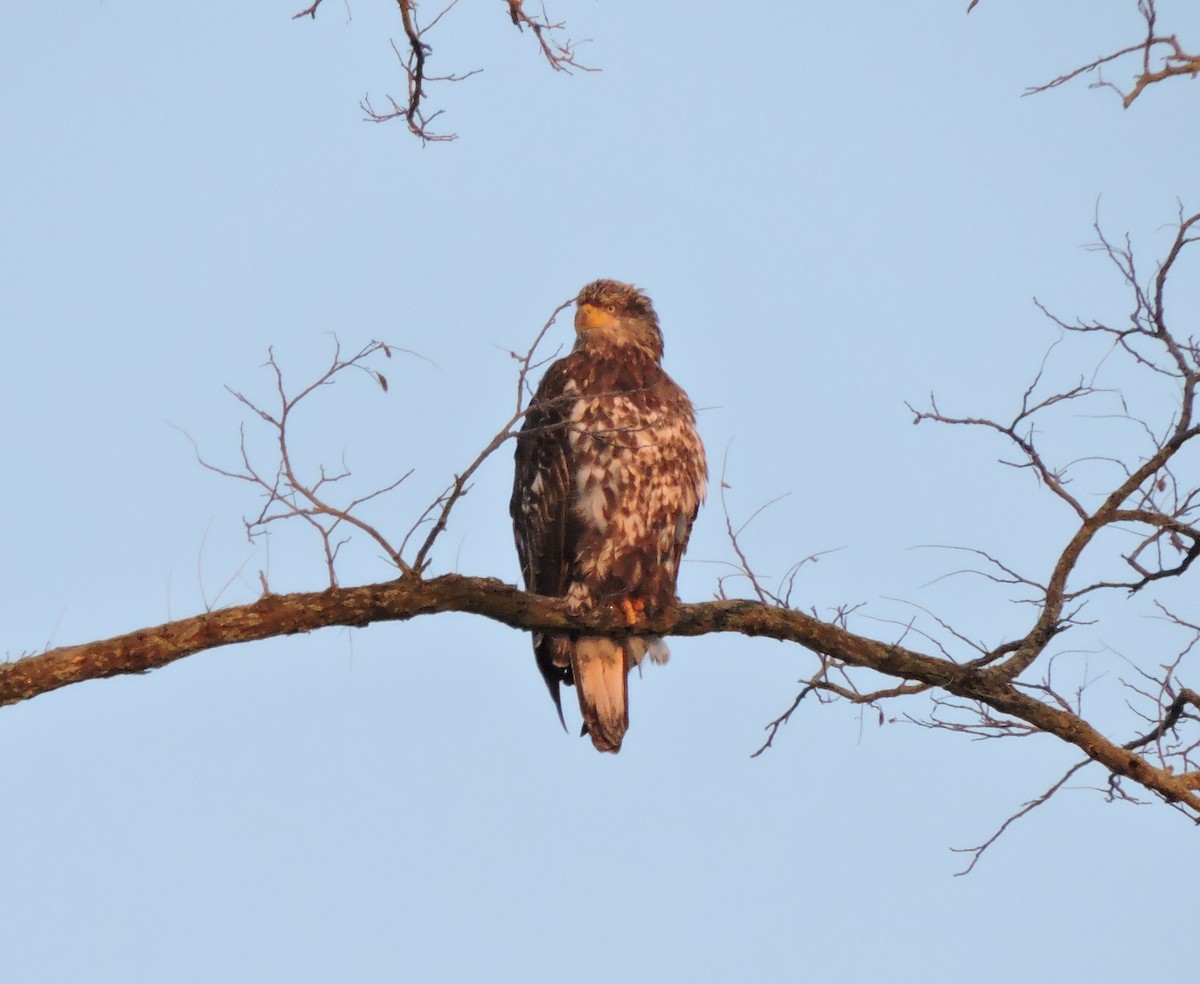 Bald Eagle - ML646641200