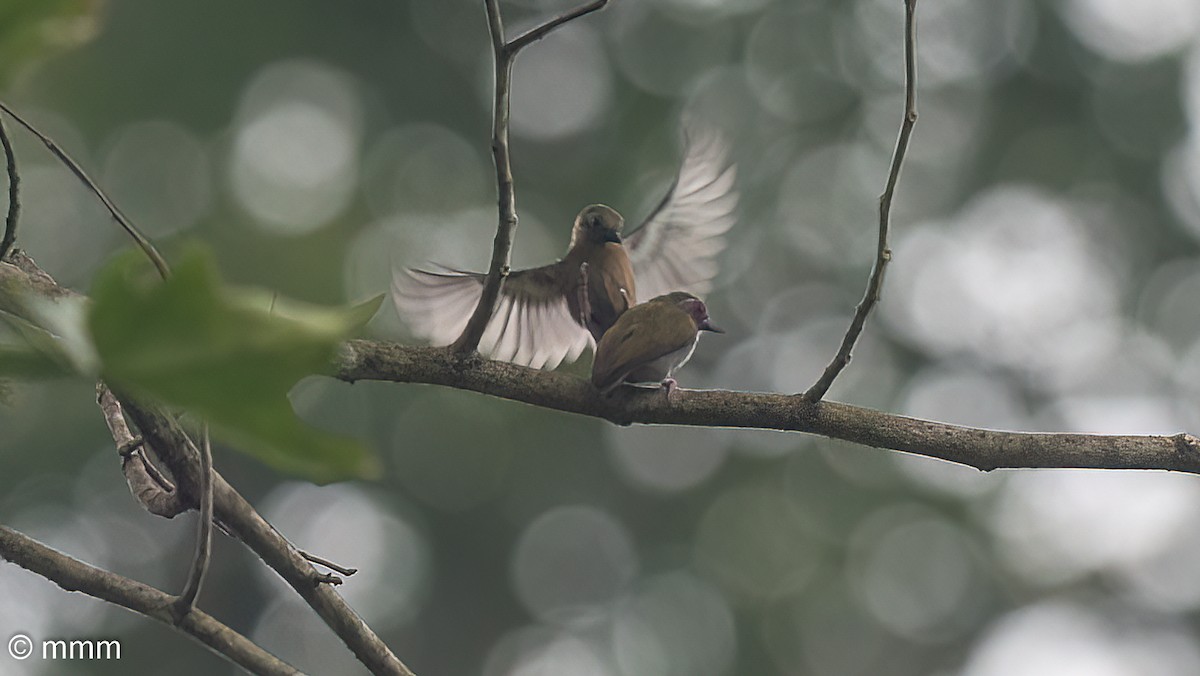 African Piculet - ML646641202