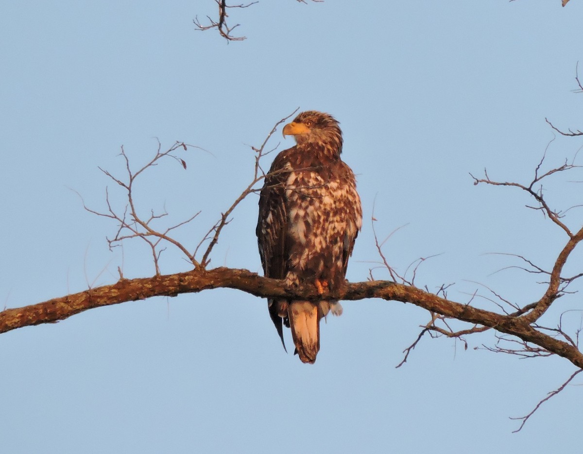 Bald Eagle - ML646641203