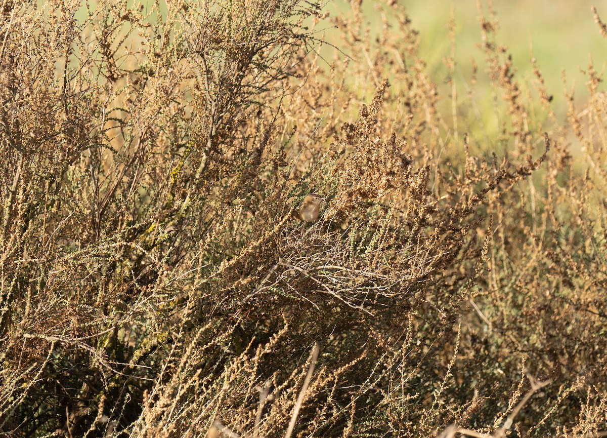 セッカ - ML646641204