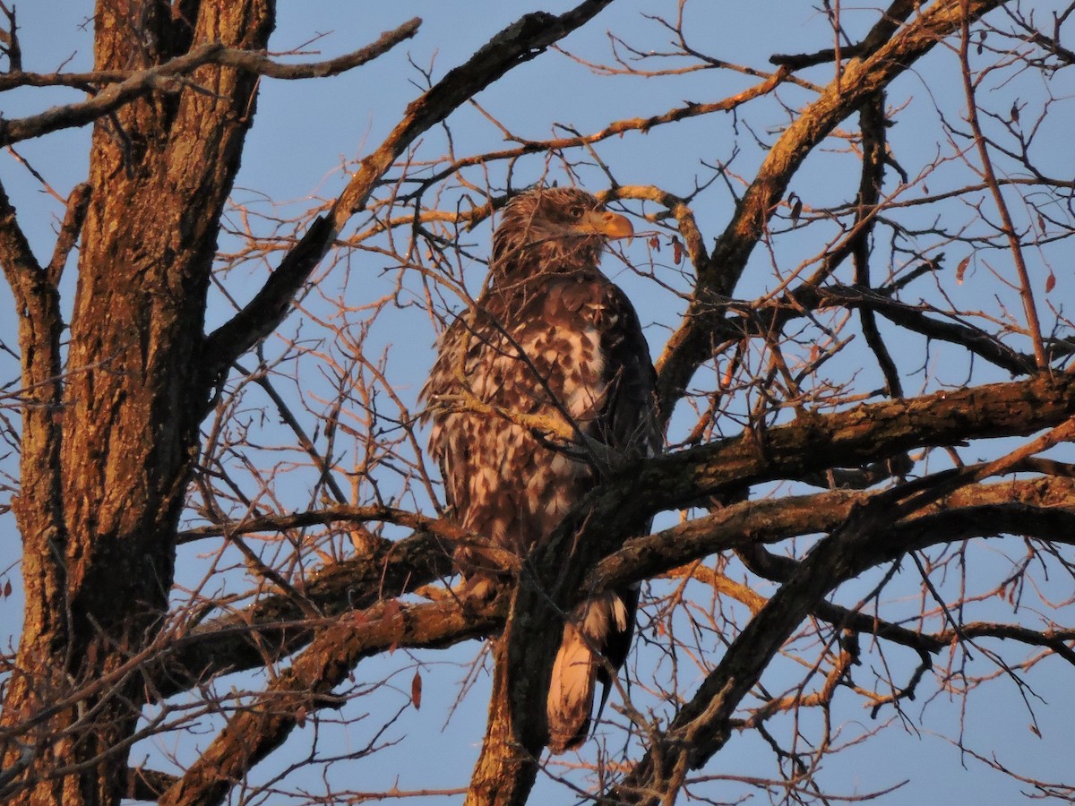 Bald Eagle - ML646641205