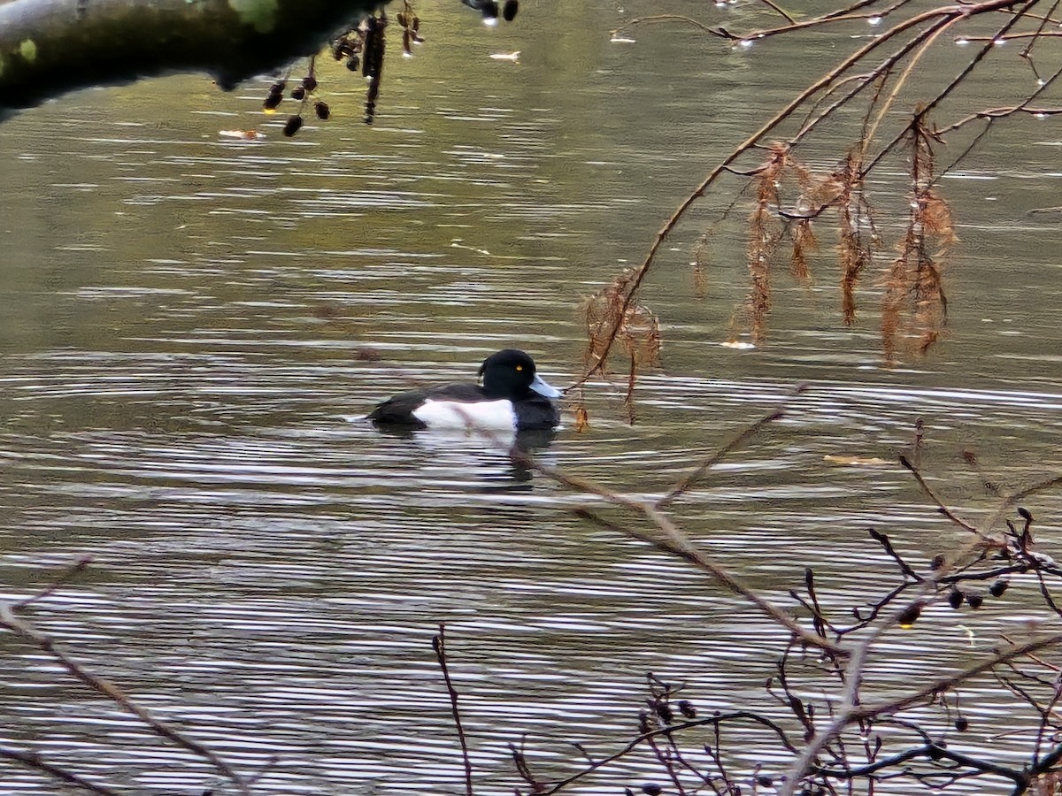 Moretta - ML646641206