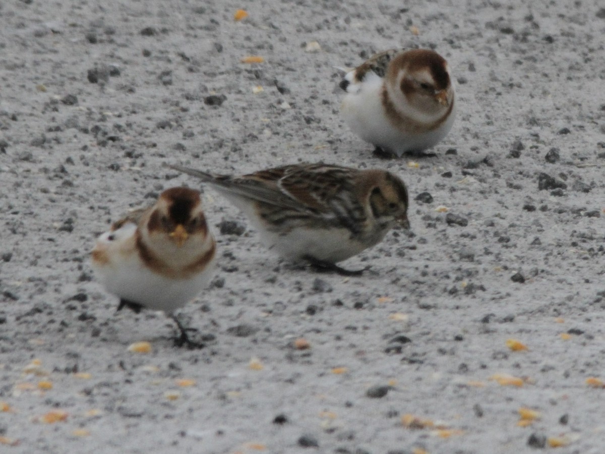 גיבתון לפלנדי - ML646641210