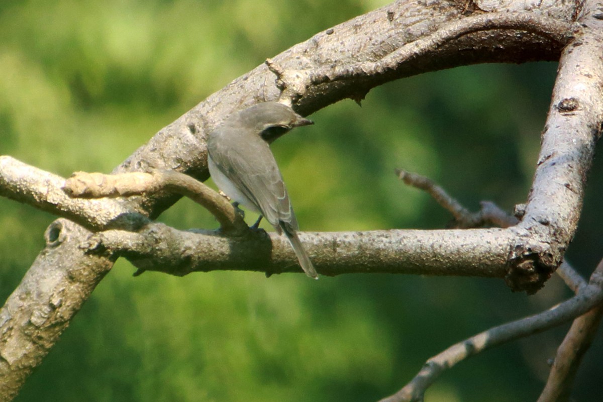 Common Woodshrike - ML646641211