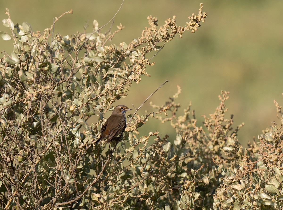 オガワコマドリ - ML646641212