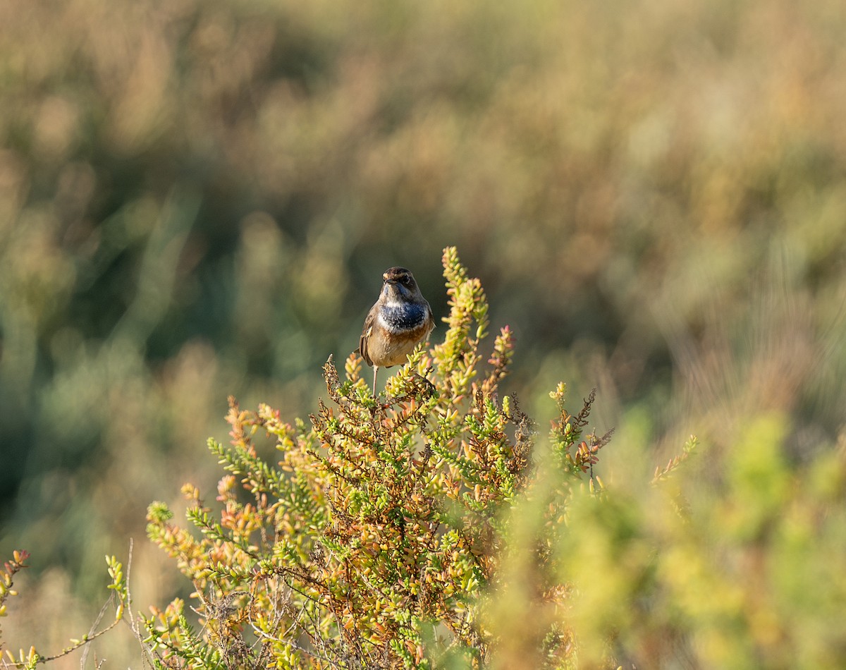 オガワコマドリ - ML646641214