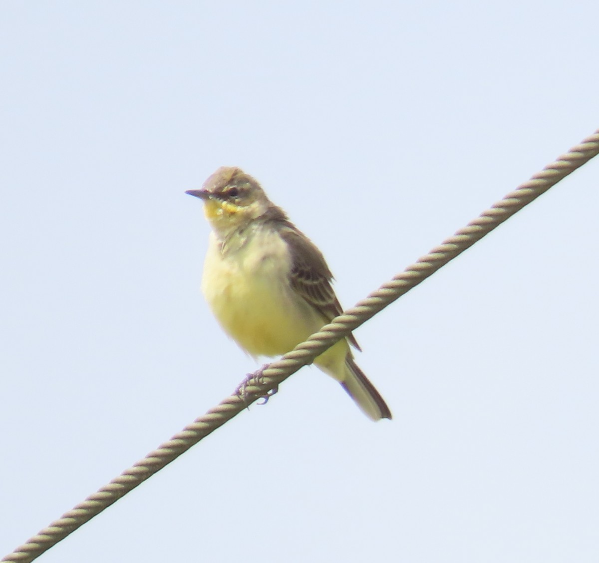 Western Yellow Wagtail - ML646641218