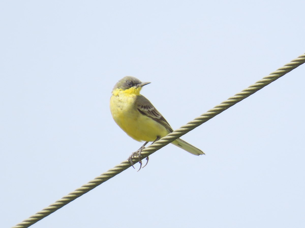Western Yellow Wagtail - ML646641219