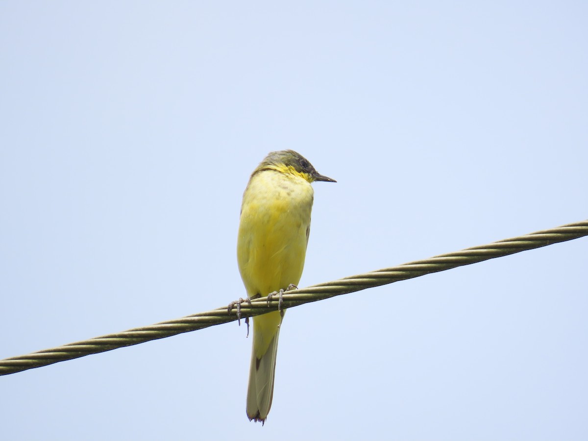 Western Yellow Wagtail - ML646641220