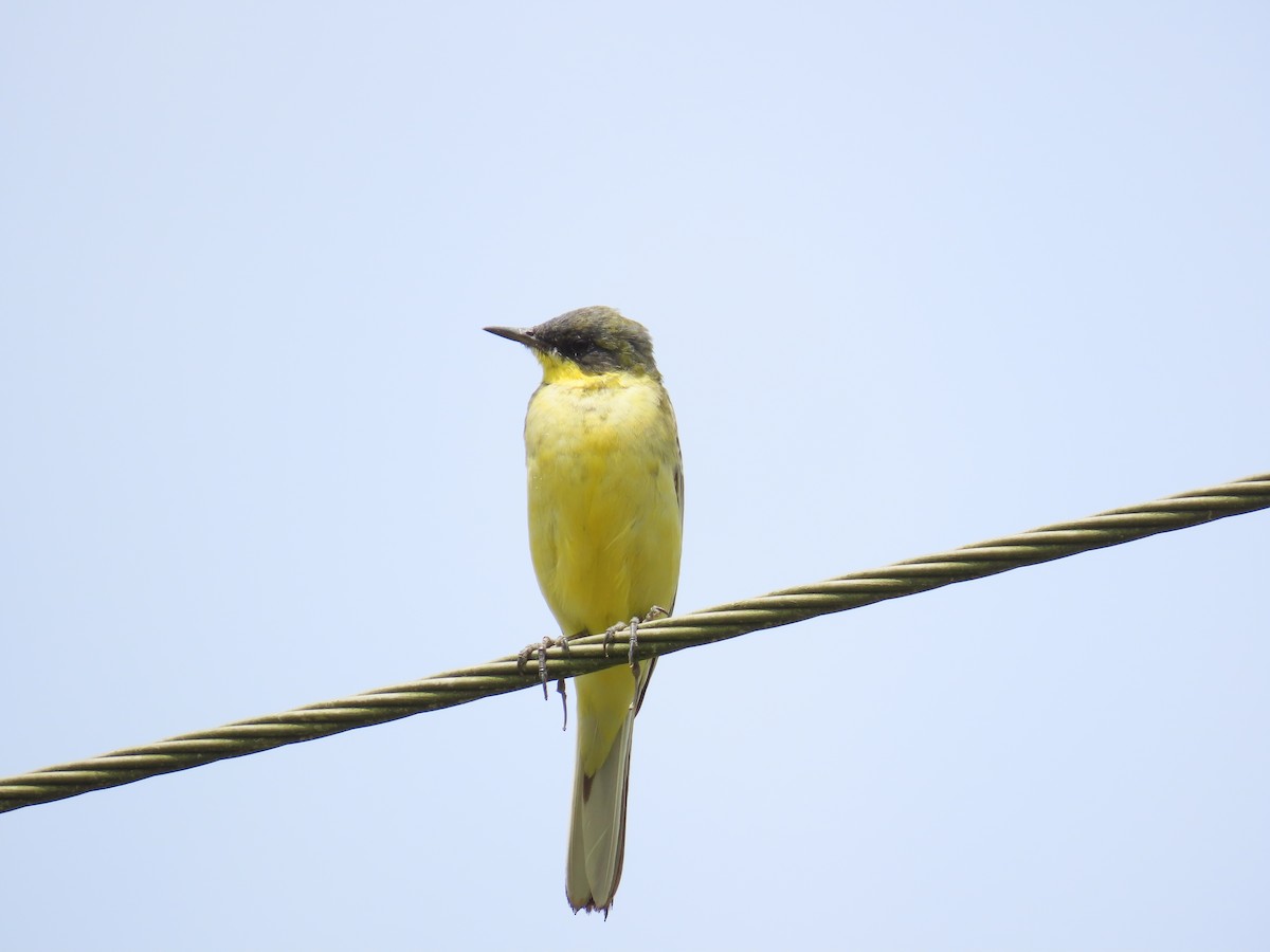 Western Yellow Wagtail - ML646641221