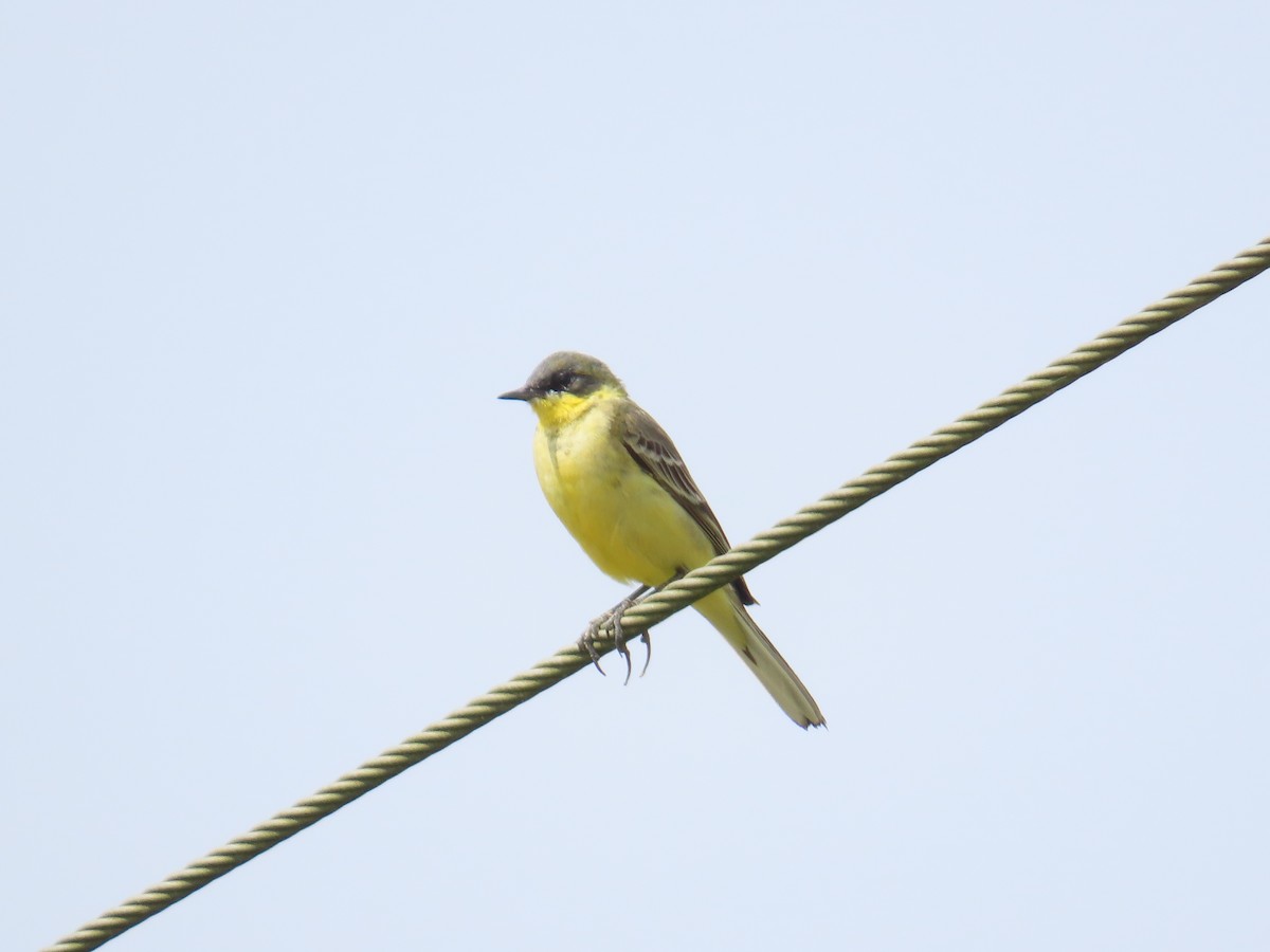 Western Yellow Wagtail - ML646641222
