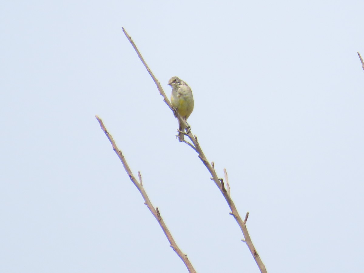 Western Yellow Wagtail - ML646641223
