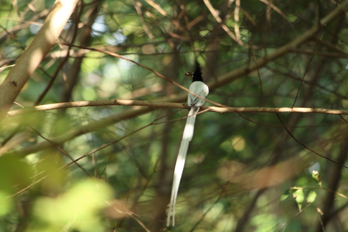 Indian Paradise-Flycatcher - ML646641224