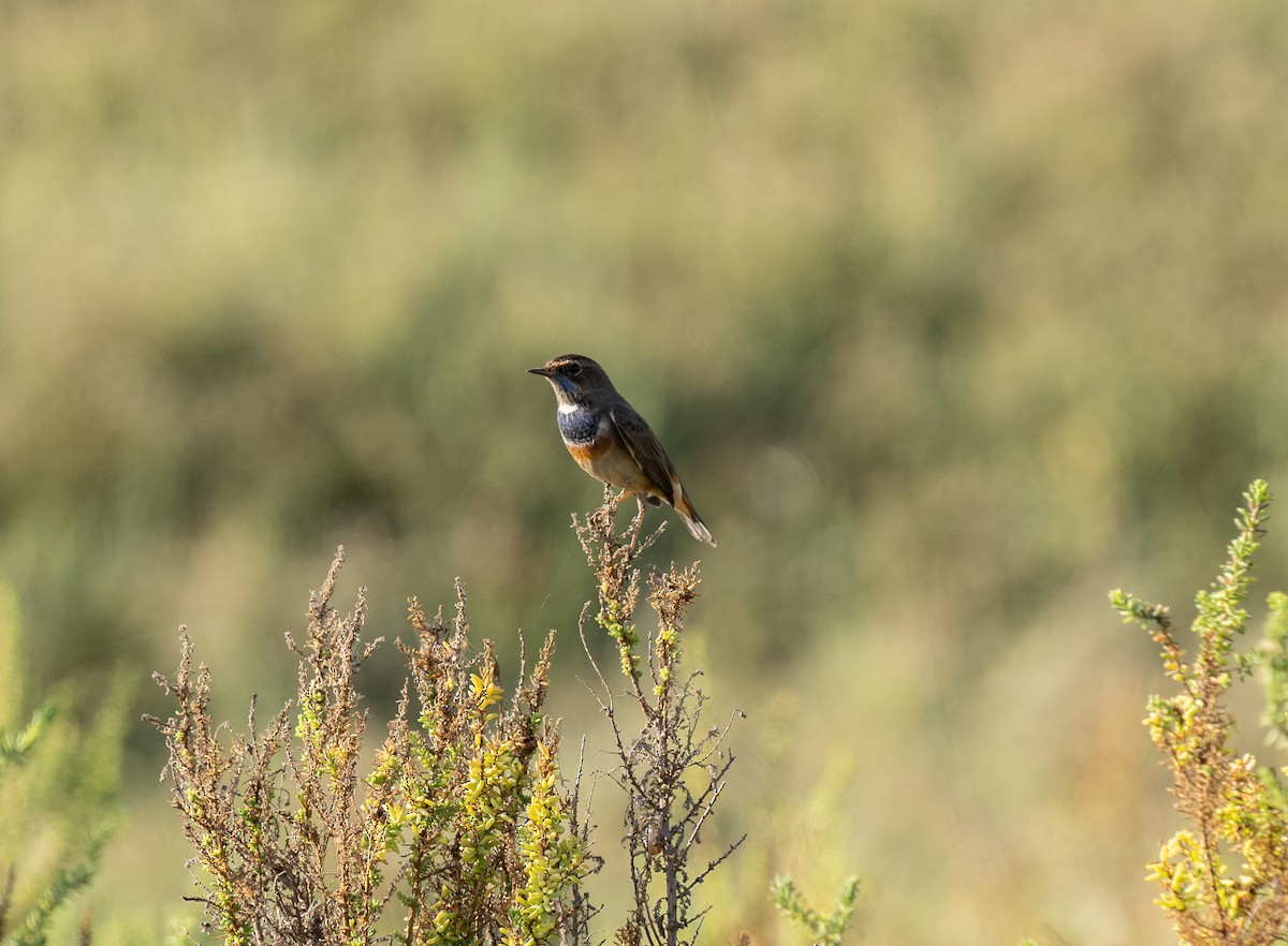 オガワコマドリ - ML646641225